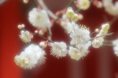 春の香り