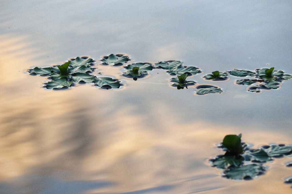 水草