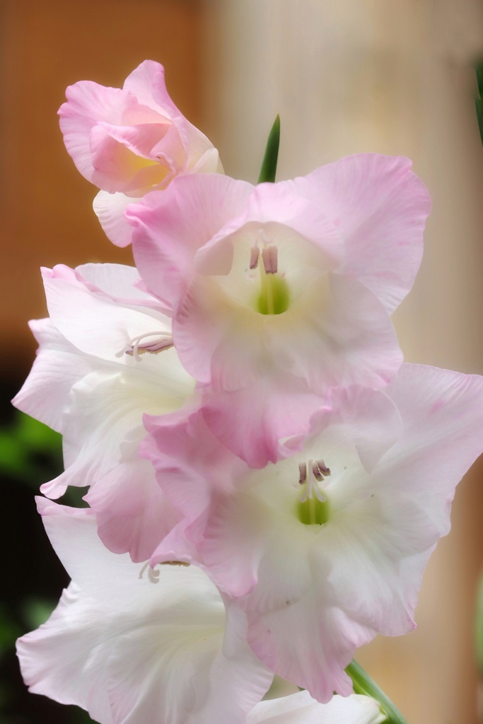 近所の花　グラジオラス