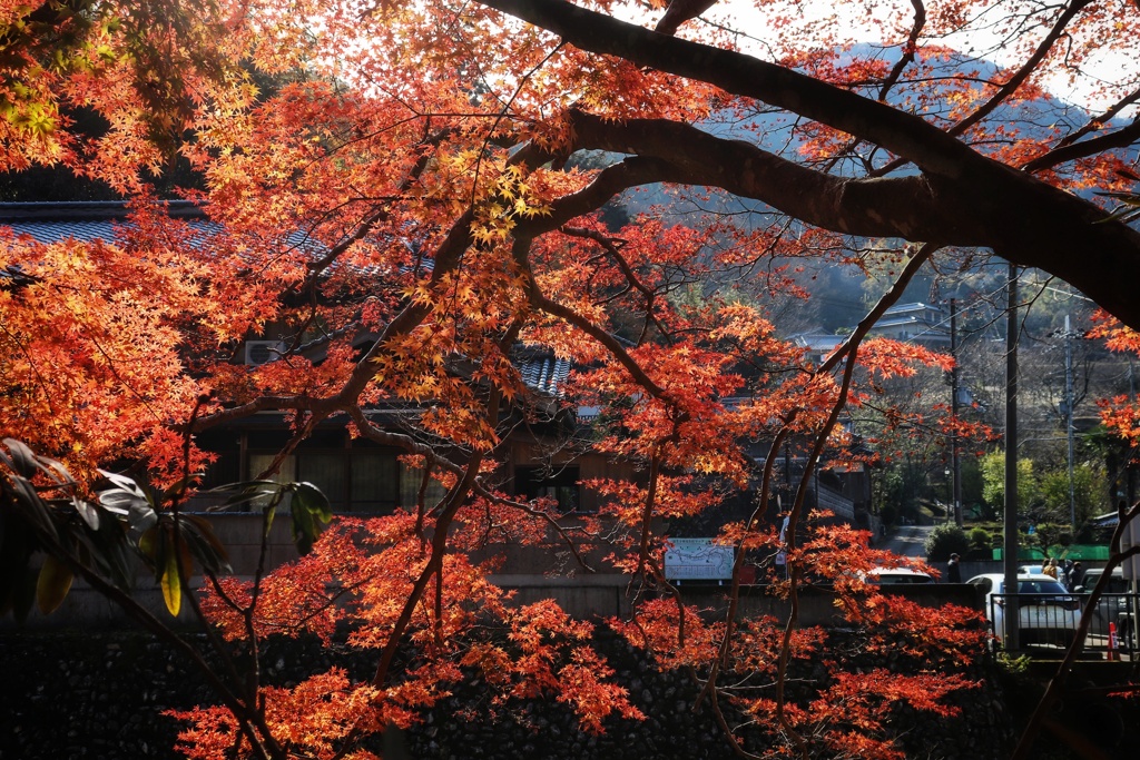 室生寺のモミジ