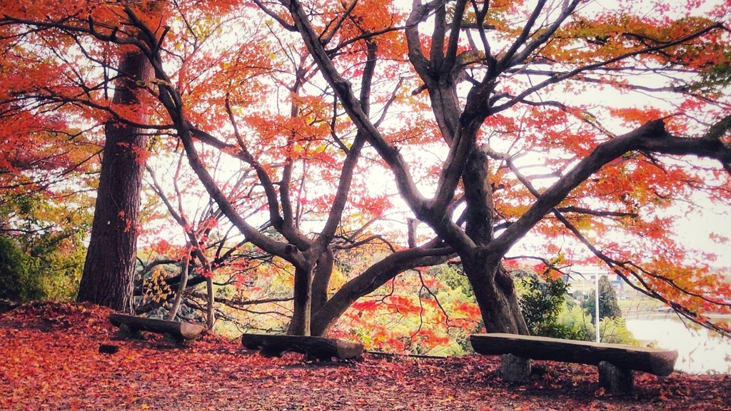 胡宮神社(滋賀県)
