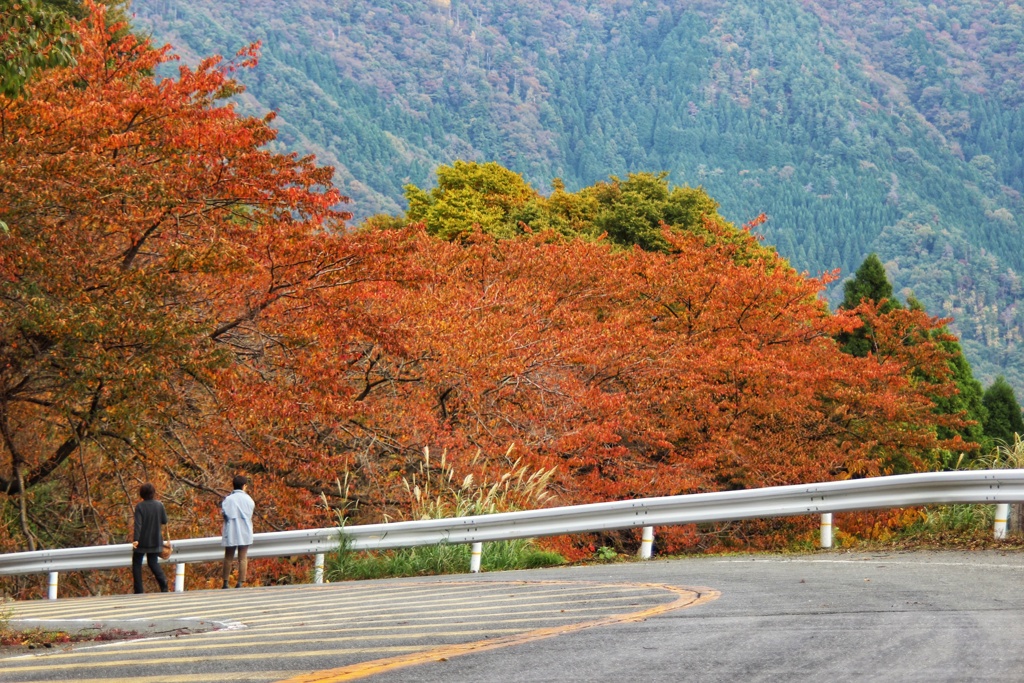 下りカーブの紅葉　