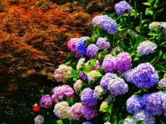 紫陽花とモミジ