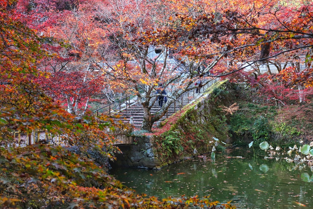 円通寺　紅葉