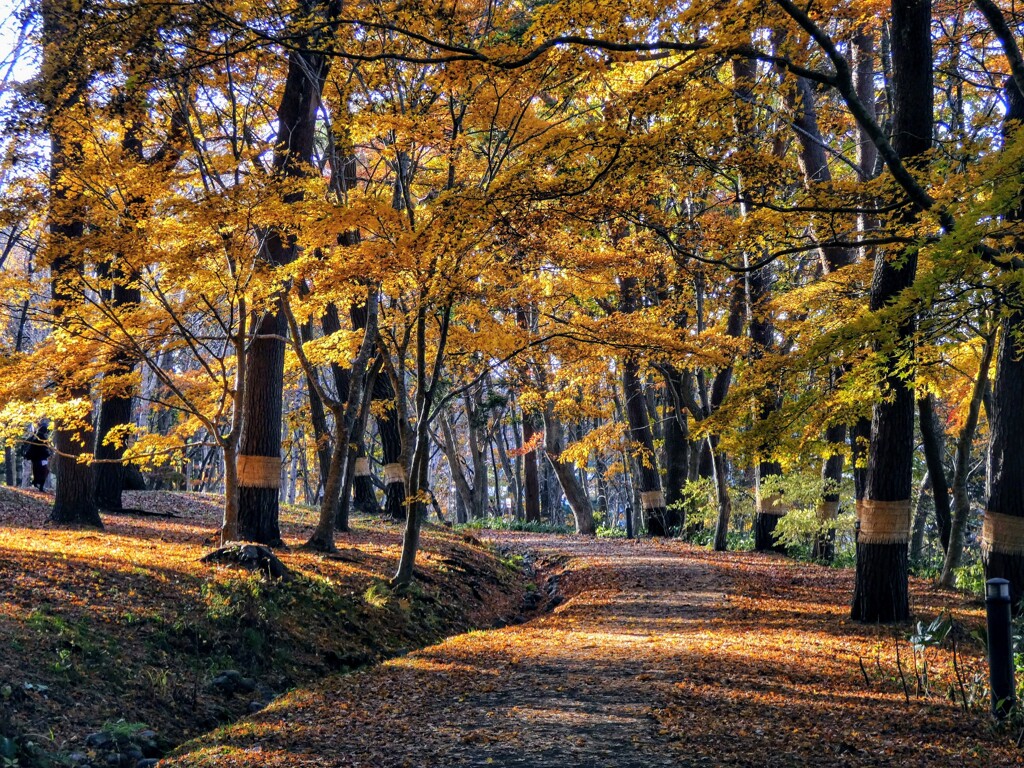 黄葉の路