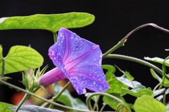 雨上がりのアサガオ