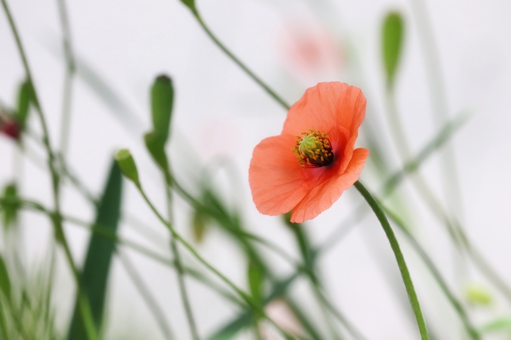 河川敷の花