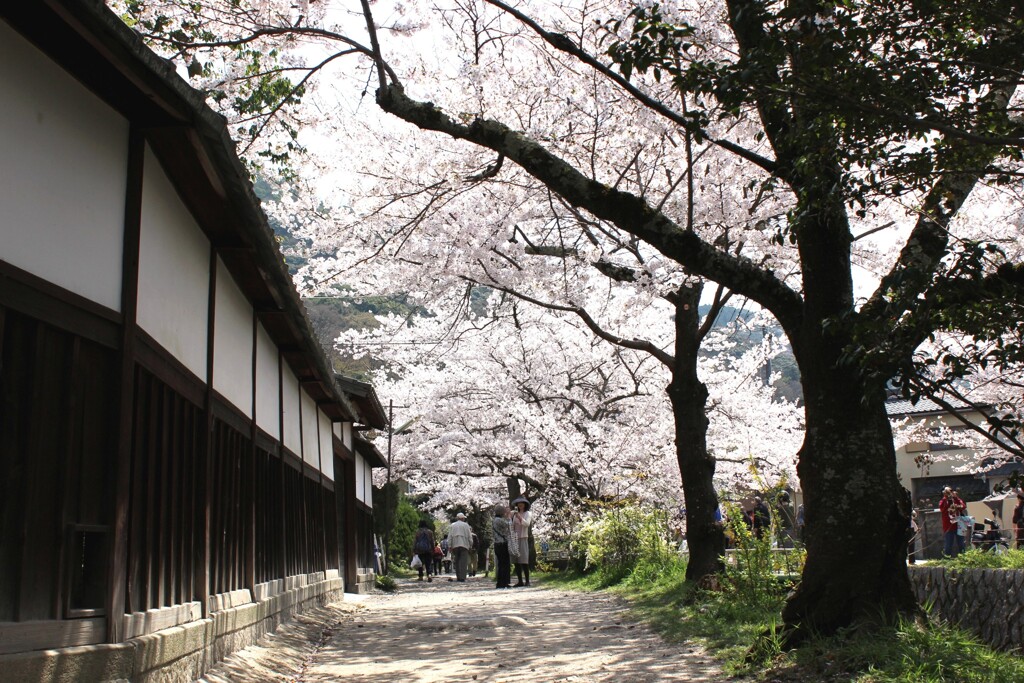 哲学の道