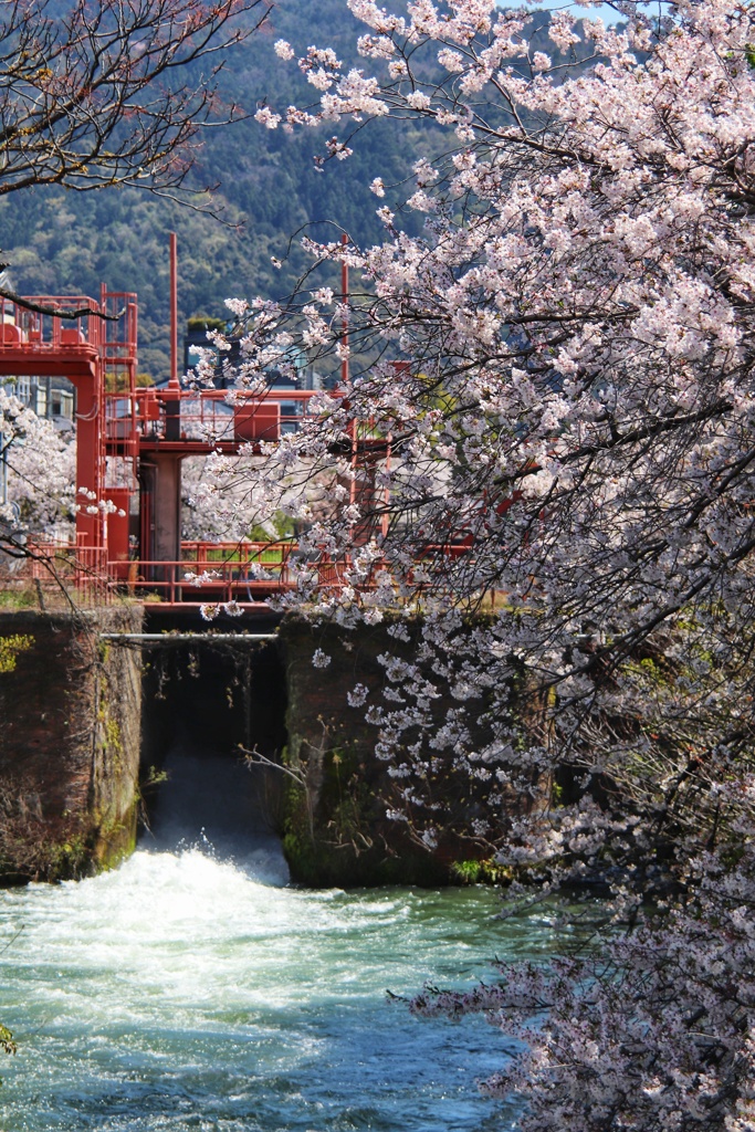 疏水の桜（４）