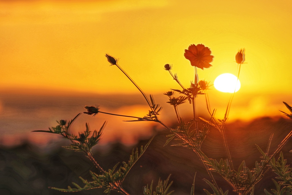 オレンジに染まるコスモス