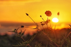 オレンジに染まるコスモス オレンジに染まるコスモス