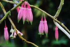 アガペテス　グランディフロラ