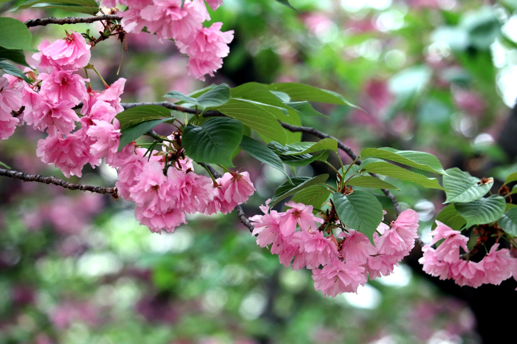 八重の桜