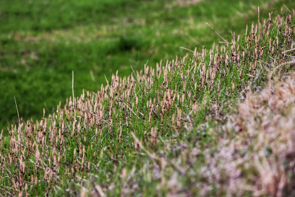 土筆づくし