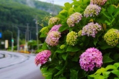 道端の花