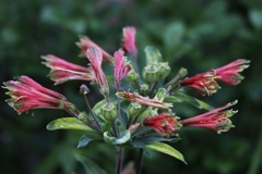 どんな花を見せてくれるのかな