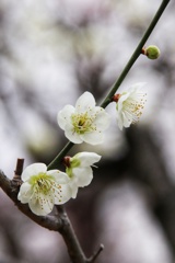白梅