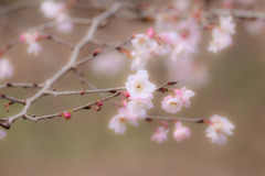 十月桜