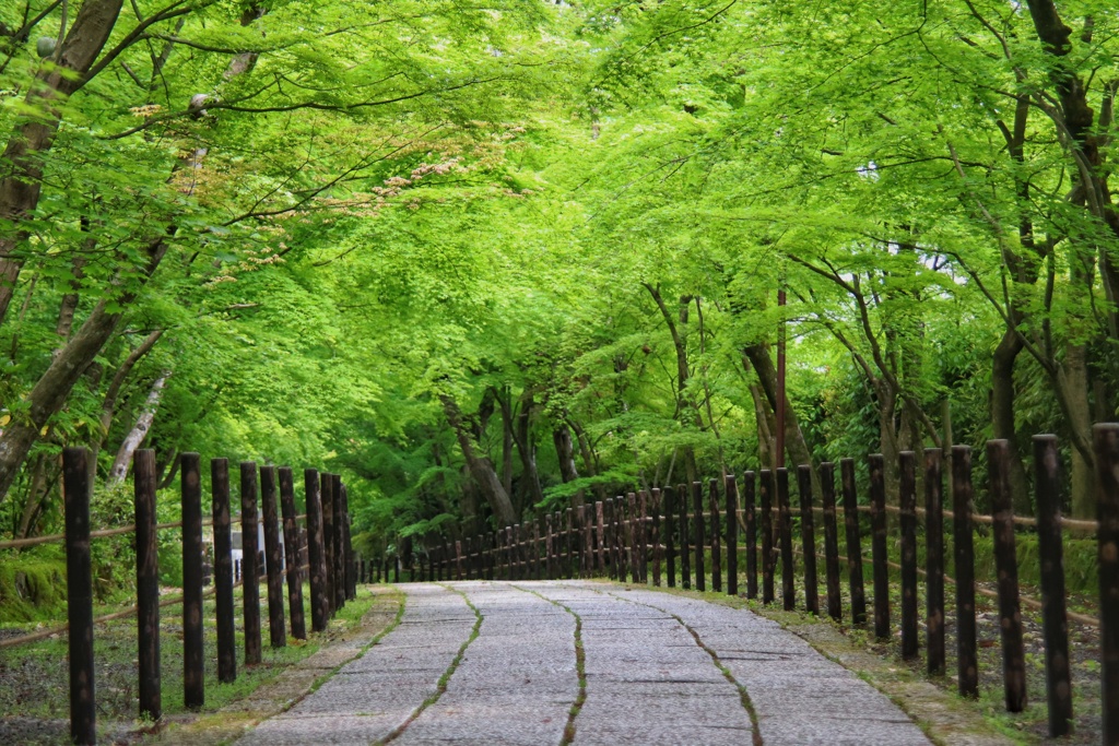 新緑の光明寺