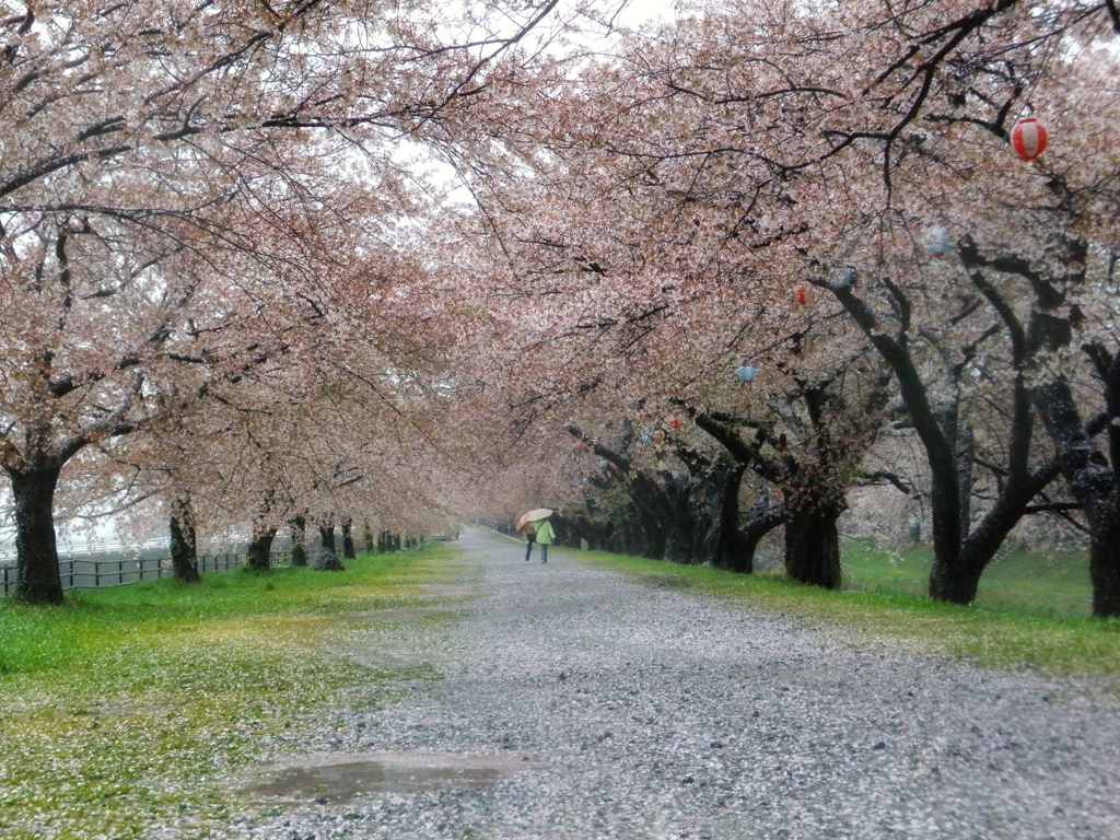 雨のあさひ舟川