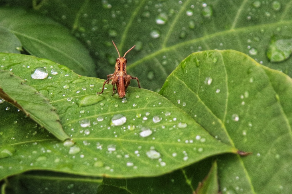 雨が止んだら