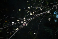 十月桜