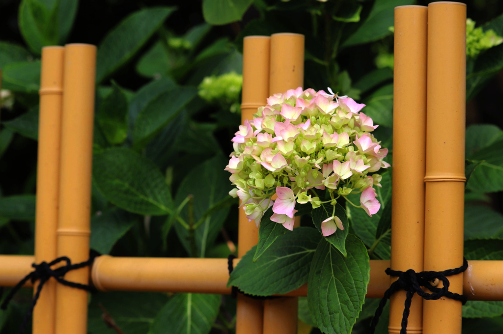 竹垣に紫陽花