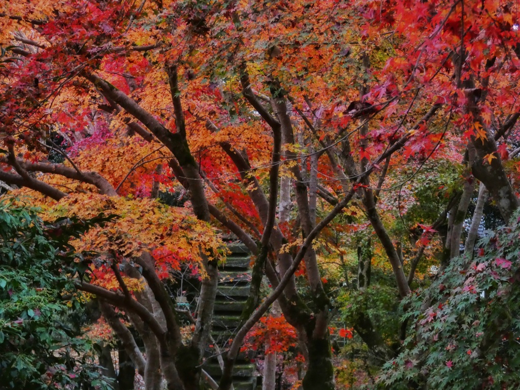 寺院の秋