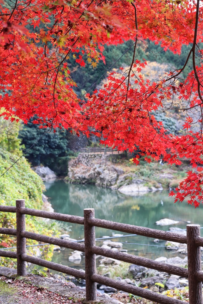 川代公園の秋