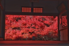 安国寺　ドウダンツツジ