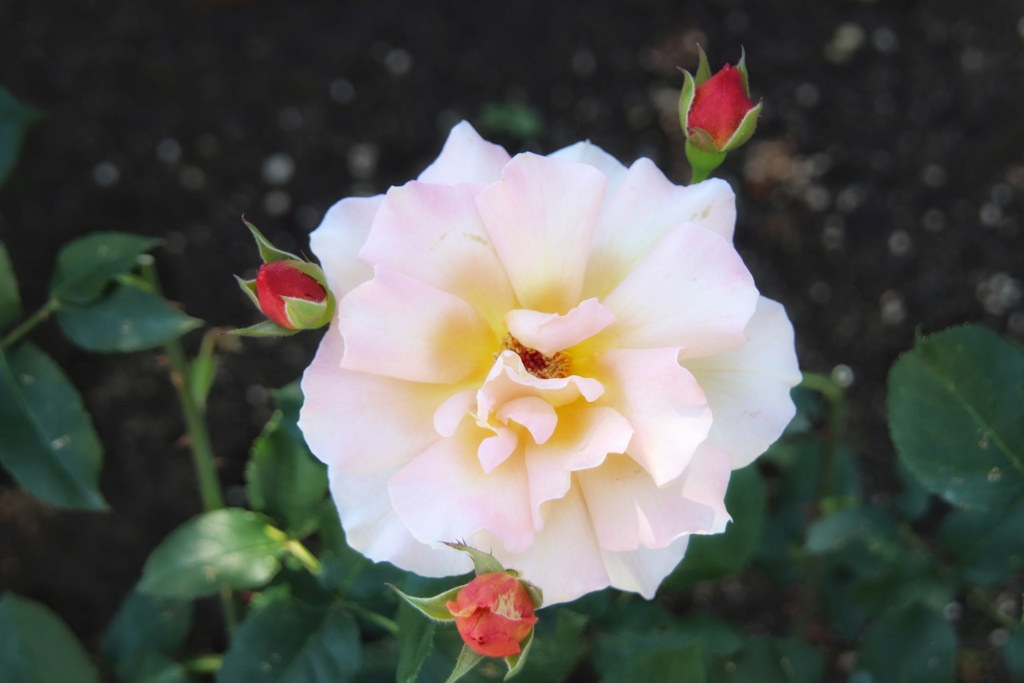 ガザの人達へ捧ぐ