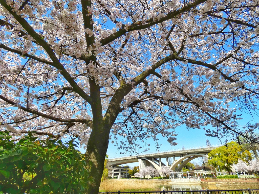 城北公園の桜