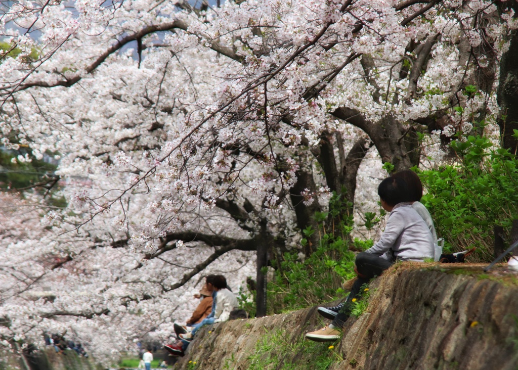 夙川の春（５）