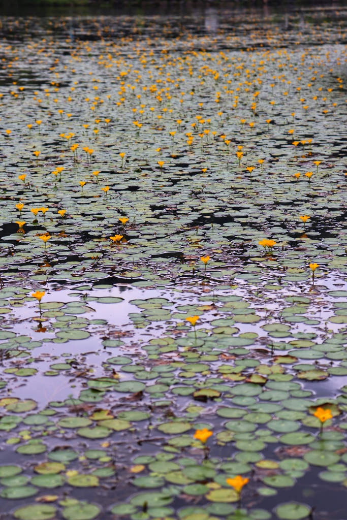 ミニレマン湖のアサザ