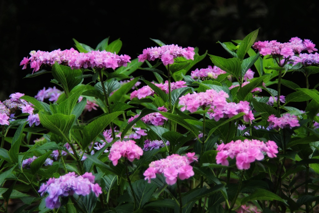 花盛りだった頃
