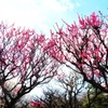 万博公園の梅林にて