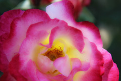 春の薔薇（２）
