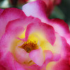 春の薔薇（２）