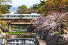 夙川の春（３）