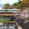 夙川の春（３）