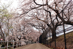 近所の桜