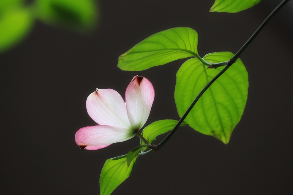 花水木