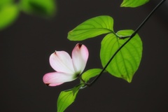 花水木