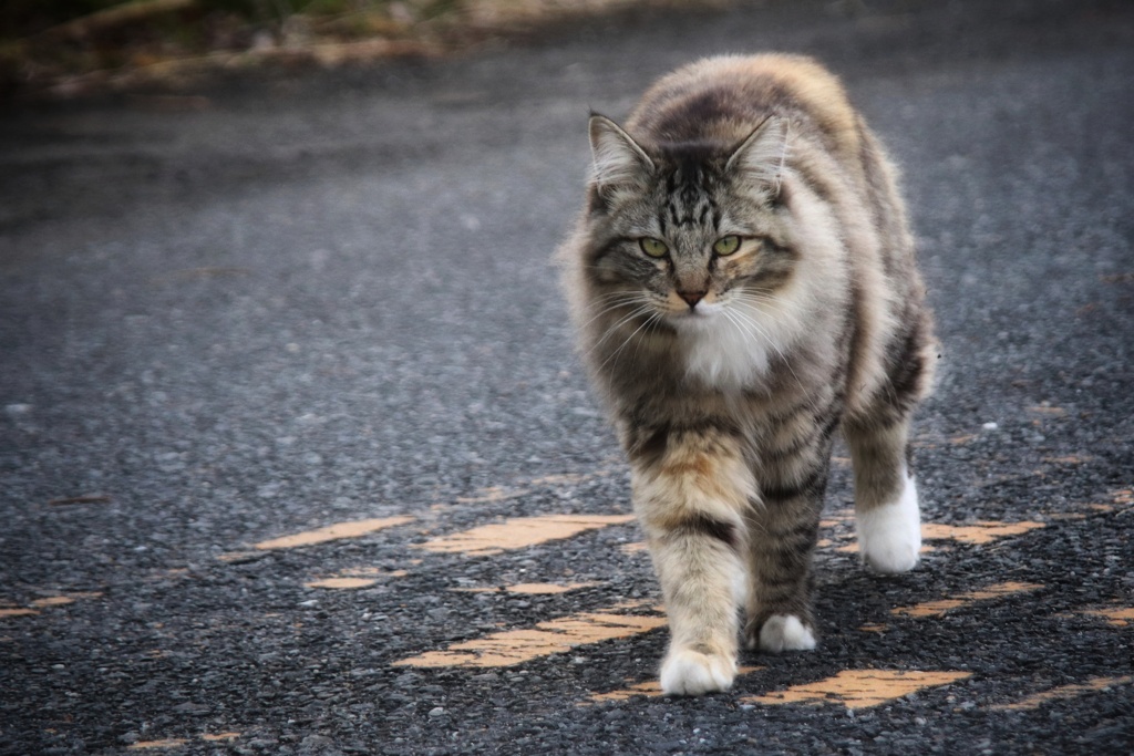 美にゃんこ