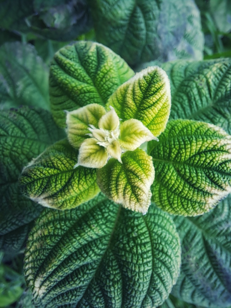 河川敷の植物