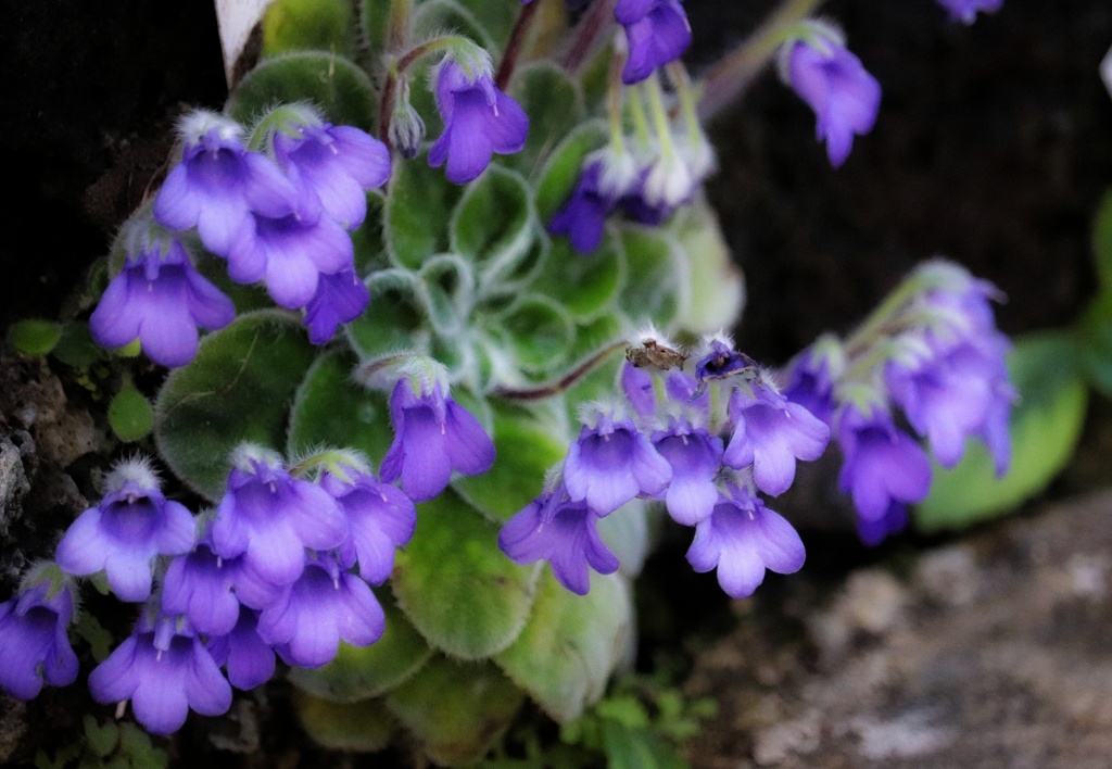 ペトロコスメア・フラッキダ