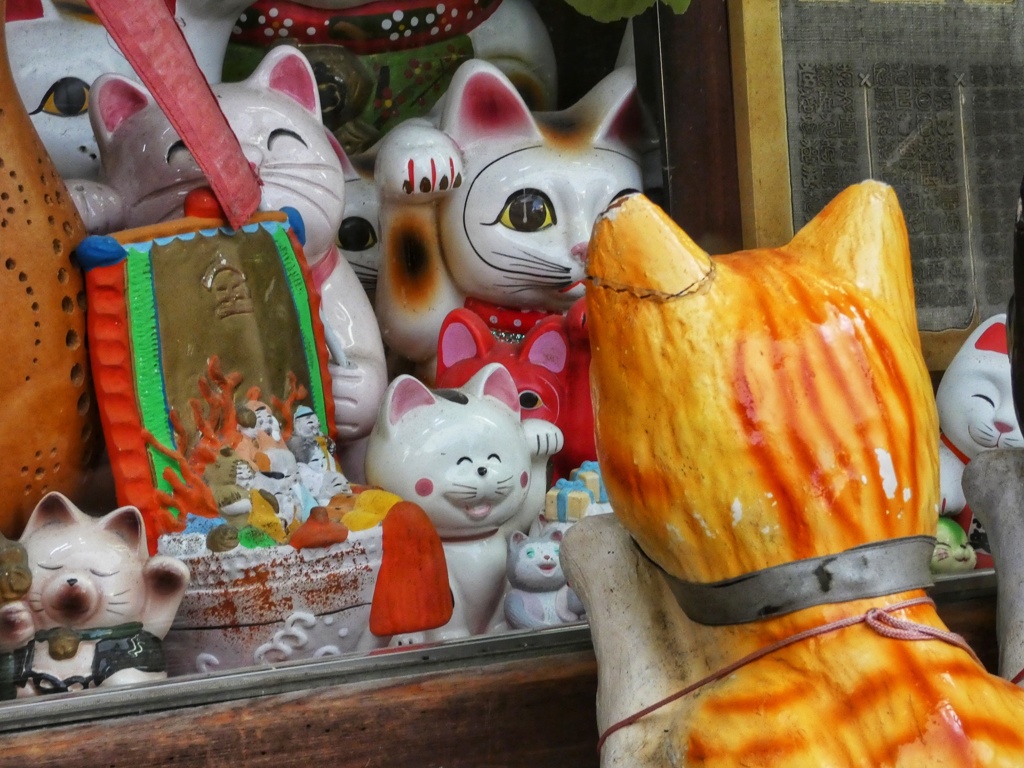 猫観察中