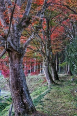 円通寺　紅葉