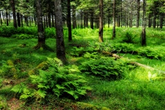 霧ヶ峰高原にて