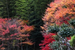 竹林と紅葉